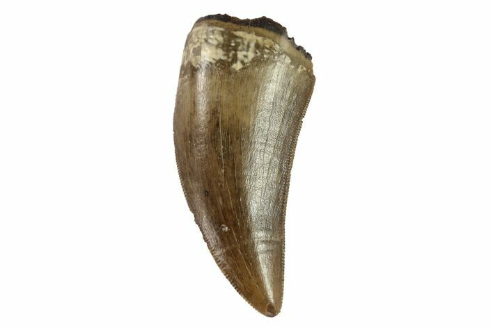 Serrated, Tyrannosaur Tooth - Judith River Formation, Montana #95553